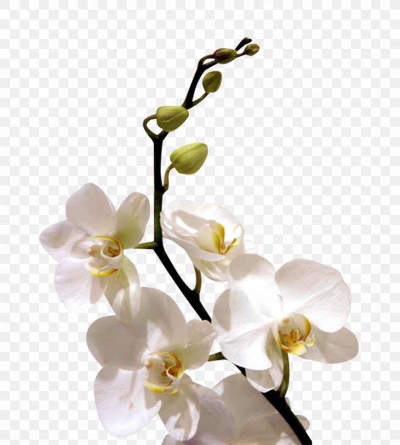 Flower Orchids Desktop Wallpaper, PNG, 900x1000px, Flower, Alhirakee Businessmen Services, Blossom, Branch, Cherry Blossom Download Free