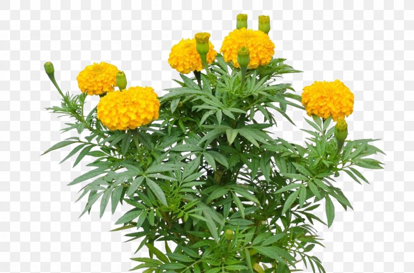 Mexican Marigold Tagetes Lucida Mexican Sunflower, PNG, 1000x662px, Mexican Marigold, Annual Plant, Chrysanthemum, Daisy Family, Flower Download Free