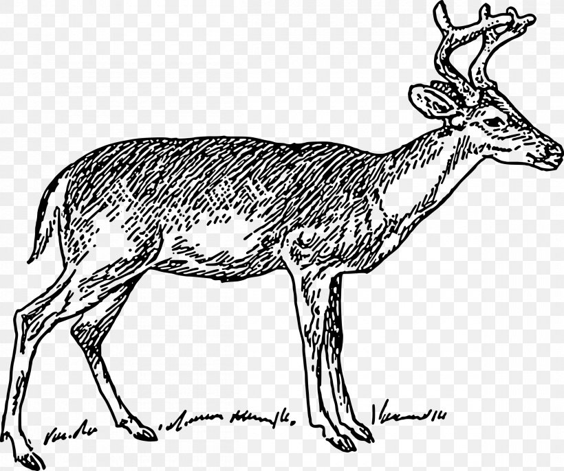 White-tailed Deer Moose Clip Art, PNG, 2400x2009px, Deer, Antelope, Antler, Barasingha, Black And White Download Free