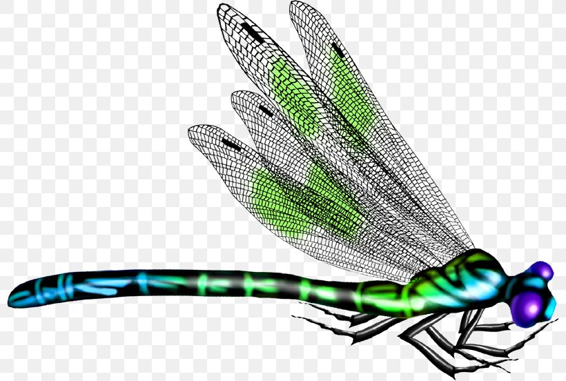 Butterfly Insect Dragonfly, PNG, 800x552px, Butterfly, Color, Data, Dragonfly, Feather Download Free