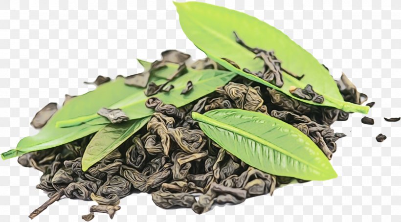 Leaf Green Tea, PNG, 1800x997px, Green Tea, Assam Green Tea, Black Tea, Chamomile, Coffee Bean Download Free