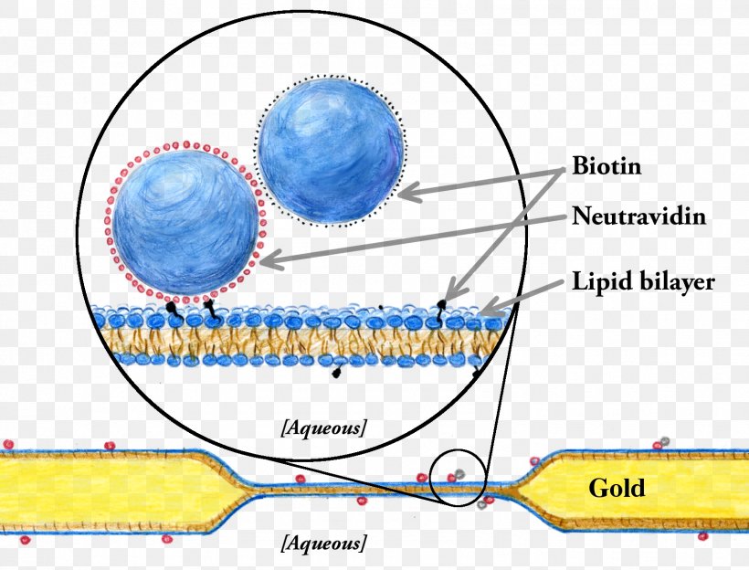 Model Lipid Bilayer Biological Membrane Cell Membrane, PNG, 1596x1215px, Lipid Bilayer, Area, Bilayer, Biological Membrane, Biology Download Free