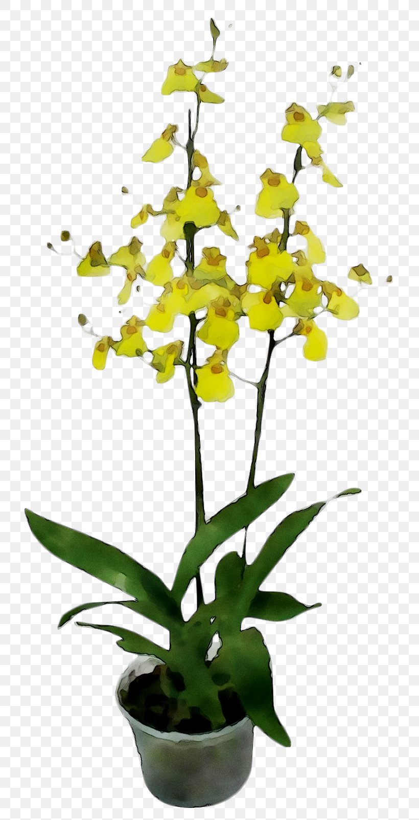 Moth Orchids Plant Stem Plants, PNG, 808x1603px, Moth Orchids, Cut Flowers, Dendrobium, Flower, Flowering Plant Download Free