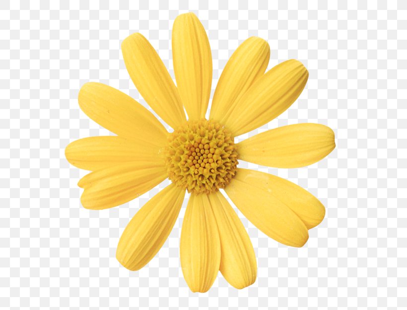 Oxeye Daisy Marguerite Daisy Chrysanthemum Plant Petal, PNG, 600x626px, Oxeye Daisy, Centimeter, Chrysanthemum, Chrysanths, Daisy Download Free