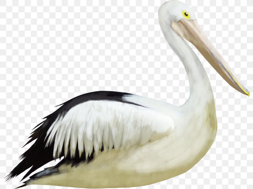 Pelican Crane Bird Heron, PNG, 800x614px, Pelican, Beak, Bird, Ciconiiformes, Computer Graphics Download Free