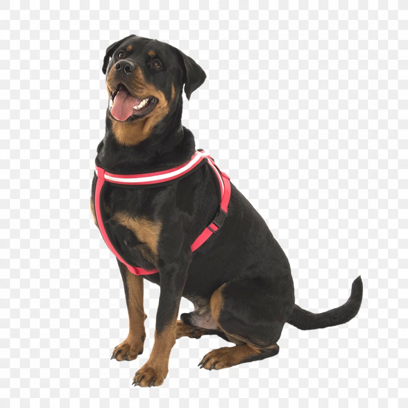 Rottweiler Puppy Dog Breed Leash Snout, PNG, 1000x1000px, Rottweiler, Breed, Carnivoran, Collar, Dog Download Free