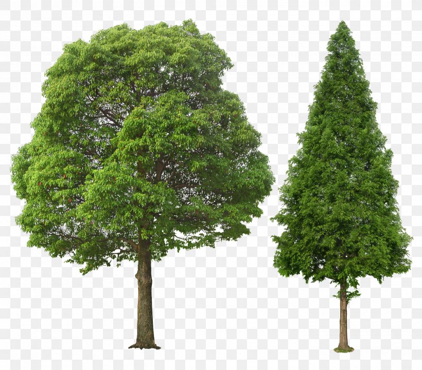 Tree Clip Art, PNG, 2800x2461px, Tree, Architectural Rendering, Biome, Branch, Conifer Download Free