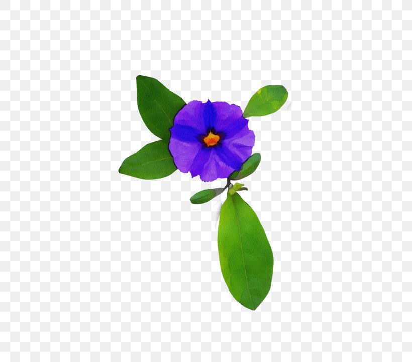 Violet Purple Flower Petal Plant, PNG, 706x720px, Watercolor, Auto Part, Flower, Flowering Plant, Paint Download Free
