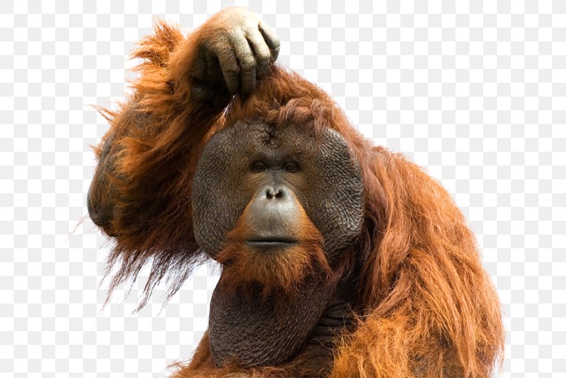 Ape Sumatran Orangutan Common Chimpanzee, PNG, 662x548px, Ape, Animal, Bornean Orangutan, Common Chimpanzee, Fur Download Free
