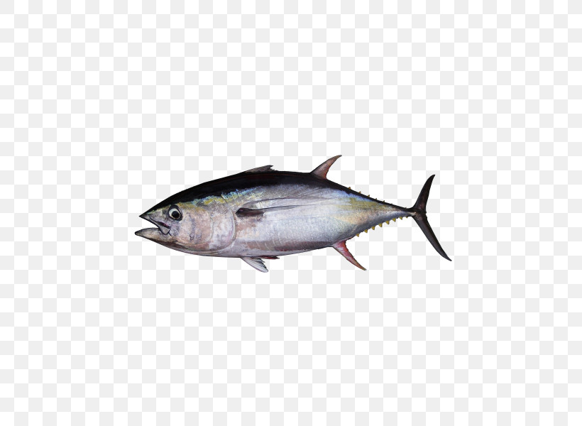 Fish Fish Atlantic Bluefin Tuna Oily Fish Albacore Fish, PNG, 500x600px, Fish, Albacore Fish, Atlantic Bluefin Tuna, Bonyfish, Fish Products Download Free