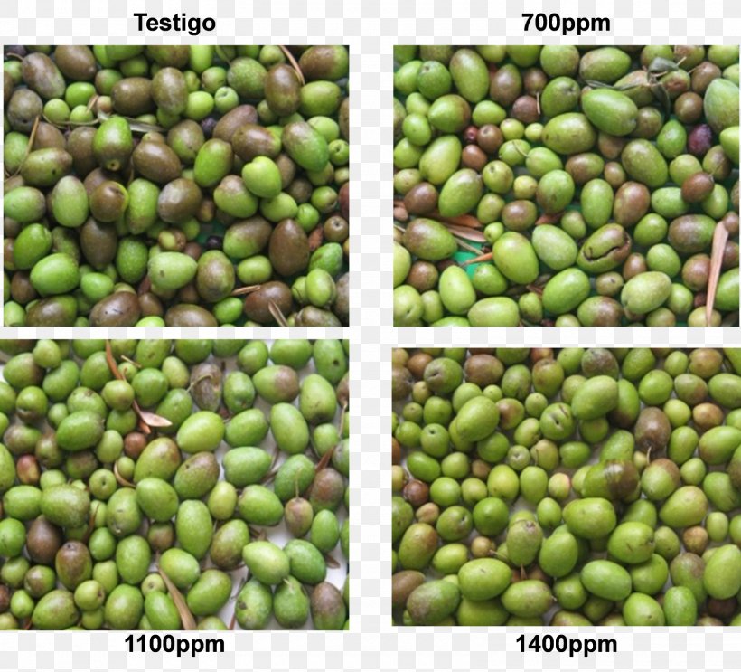 Food Olive Crop Legume Cold, PNG, 1600x1451px, Food, Bean, Cold, Commodity, Crop Download Free