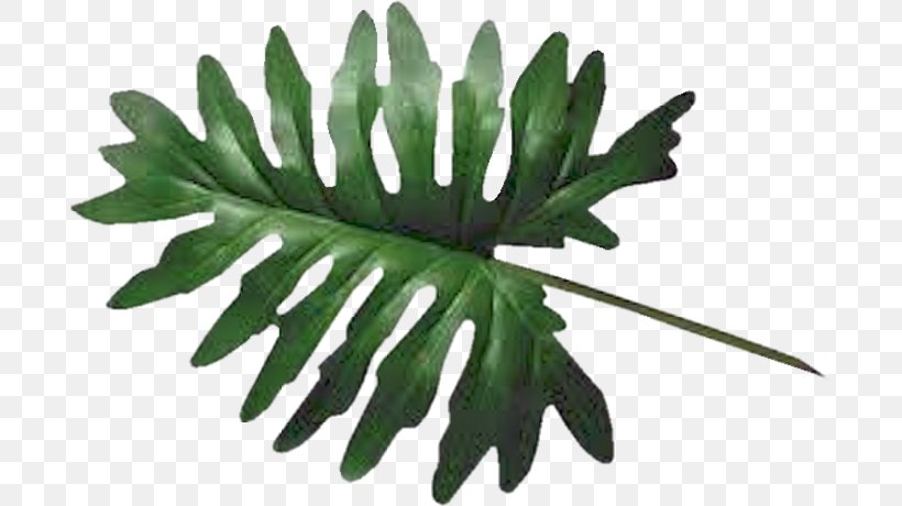 Clip Art Leaf Swiss Cheese Plant Palm Trees, PNG, 692x460px, Leaf, Drawing, Palm Branch, Palm Trees, Philodendron Download Free