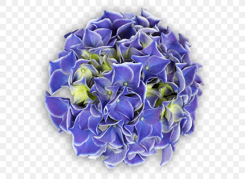 Cut Flowers Plant Lavender Hydrangea, PNG, 600x600px, Cut Flowers, Blue, Cobalt Blue, Cornales, Flower Download Free