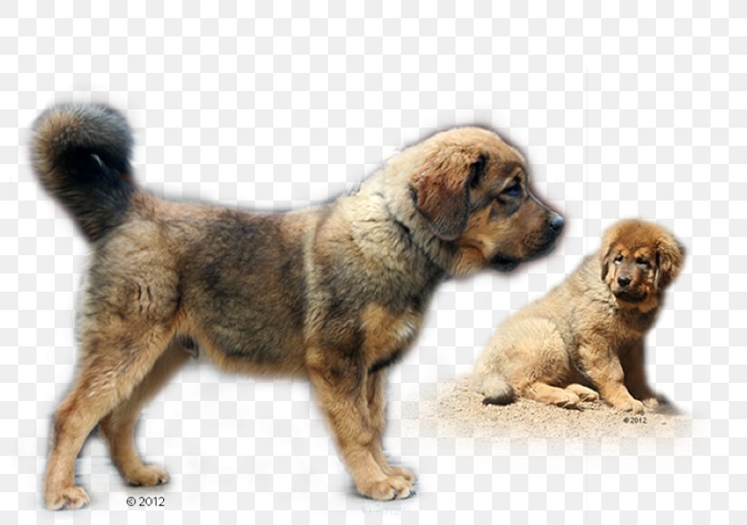 Dog Breed Leonberger Tibetan Mastiff Puppy English Mastiff, PNG, 800x576px, Dog Breed, American Kennel Club, Breed, Breeder, Carnivoran Download Free
