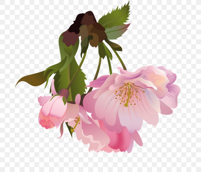 Flower Photography Clip Art, PNG, 700x700px, Flower, Blossom, Branch, Cherry Blossom, Color Download Free