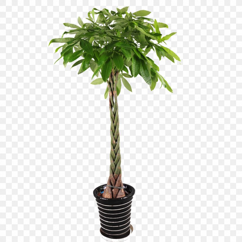 Guiana Chestnut Houseplant Garden Plants Tree, PNG, 1024x1024px, Guiana Chestnut, Arecales, Devils Ivy, Evergreen, Flowerpot Download Free