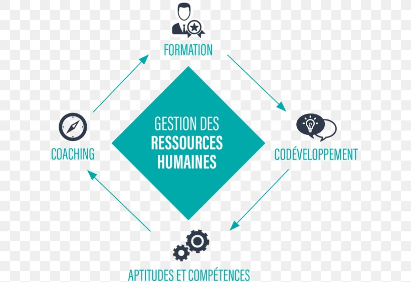 Human Resource Management Professional Development Savoir Planning, PNG, 613x562px, Human Resource Management, Area, Brand, Cost, Diagram Download Free