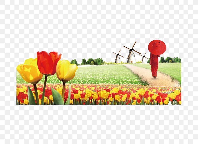 Canadian Tulip Festival Flower, PNG, 683x600px, Tulip, Canadian Tulip Festival, Designer, Field, Flower Download Free