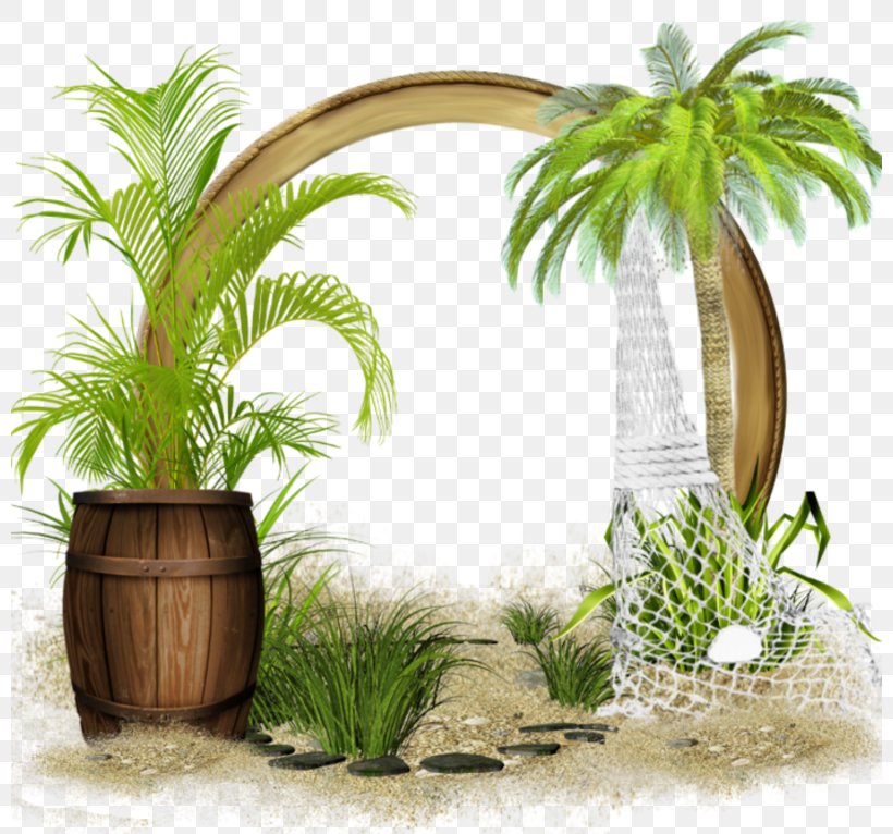 Coconut Flowerpot Summer Hit Hit Single Houseplant, PNG, 800x766px, Coconut, Arecales, Competitive Examination, Flowerpot, Garden Download Free