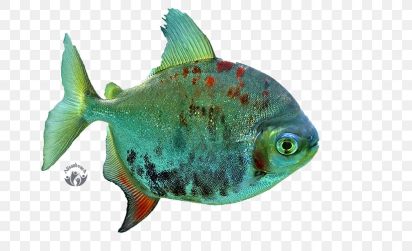 Desktop Wallpaper Freshwater Fish Wallpaper, PNG, 800x500px, Fish, Animal, Bony Fish, Bony Fishes, Coral Reef Download Free