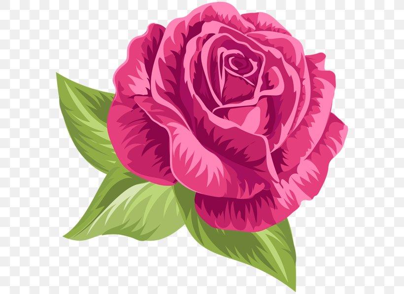 Garden Roses Cabbage Rose Floribunda Clip Art, PNG, 600x596px, Garden Roses, Annual Plant, Cabbage Rose, Color, Cut Flowers Download Free