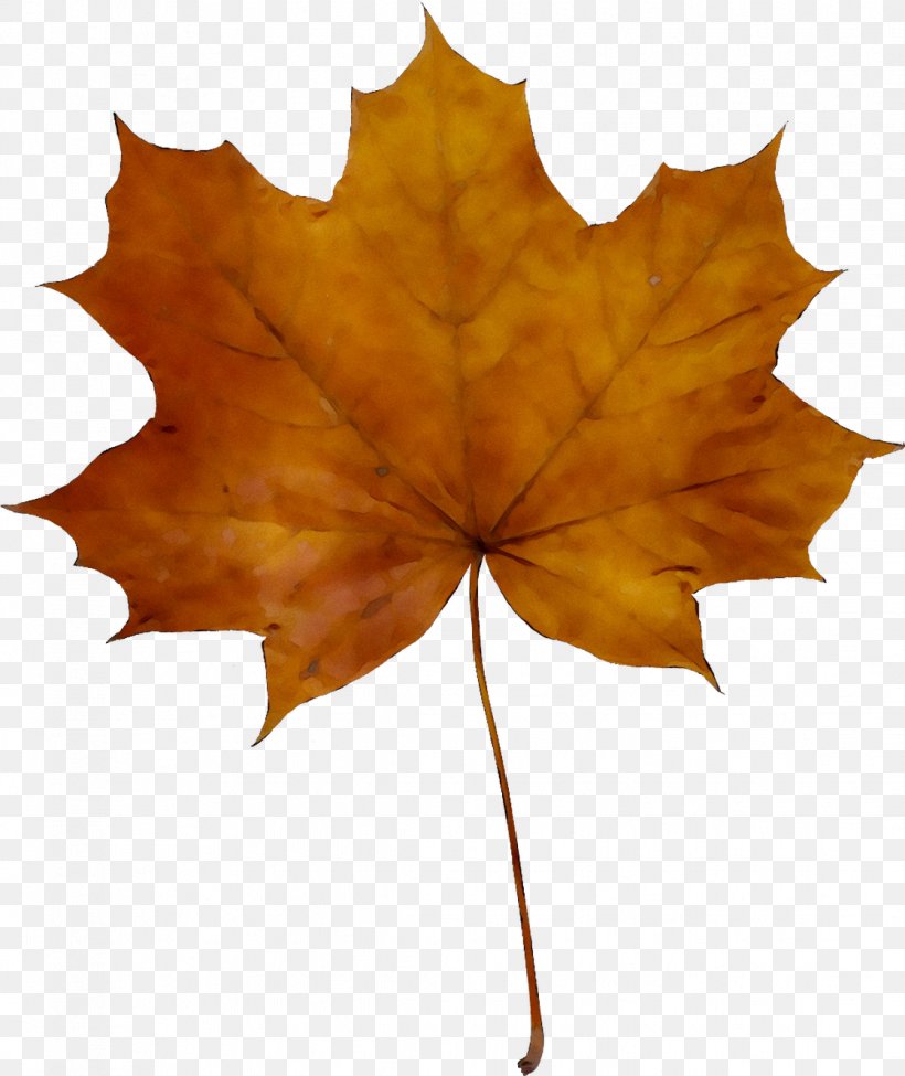 Vector Graphics Royalty-free Image Illustration Euclidean Vector, PNG, 1119x1331px, 1000000, Royaltyfree, Autumn, Black Maple, Botany Download Free