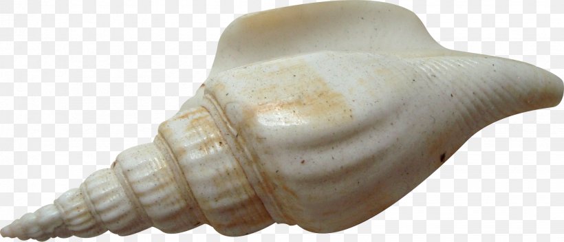 Download Seashell Copyright Rope, PNG, 1953x839px, Seashell, Art, Conch, Conchology, Copyright Download Free
