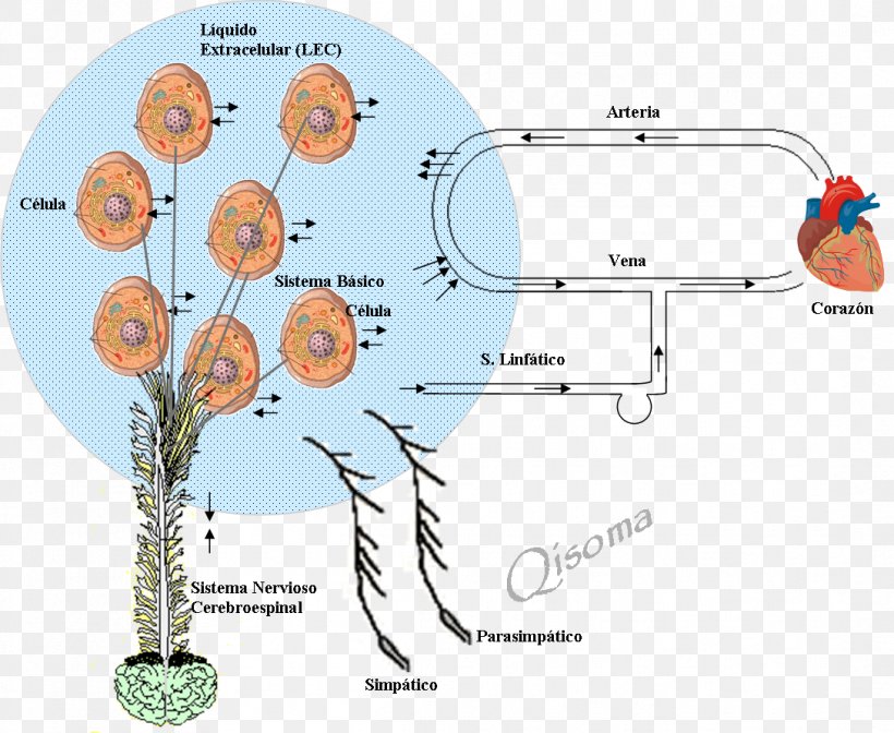 Extracellular Matrix Extracellular Fluid Alkaline Diet PH, PNG, 1088x892px, Watercolor, Cartoon, Flower, Frame, Heart Download Free