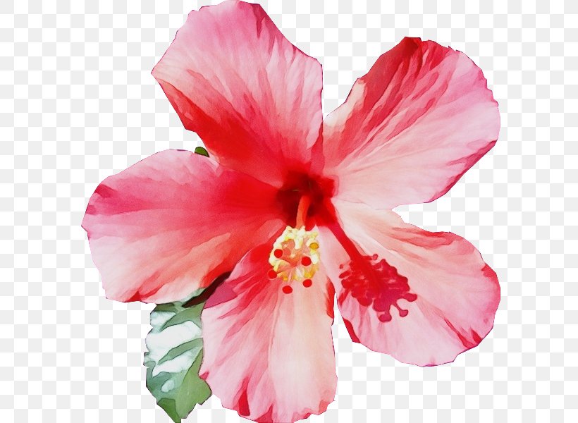 Flower Flowering Plant Petal Hibiscus Pink, PNG, 600x600px, Watercolor, Chinese Hibiscus, Flower, Flowering Plant, Hawaiian Hibiscus Download Free