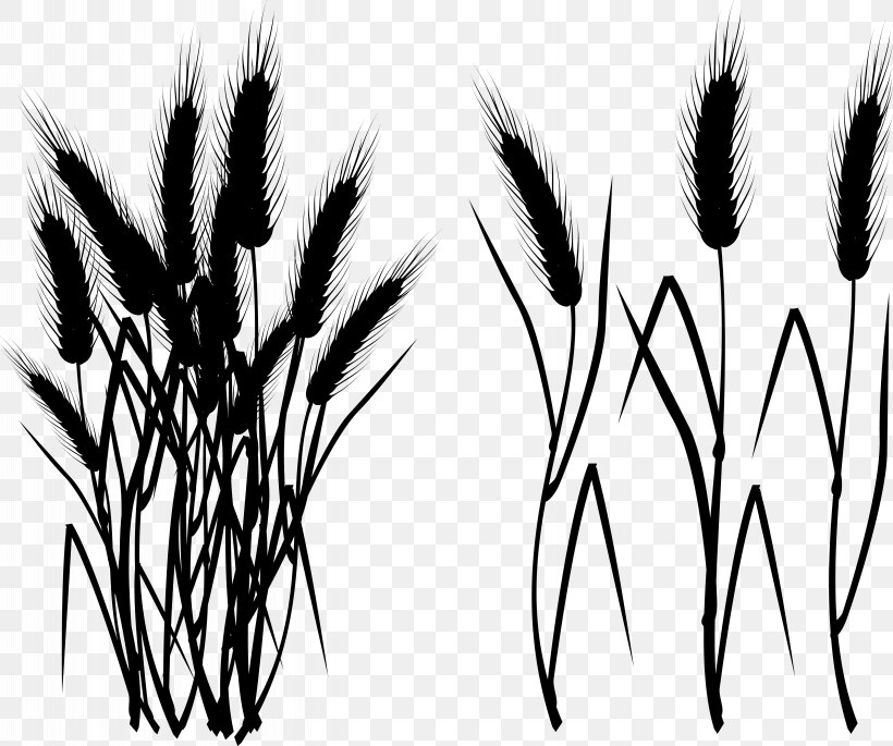 Grasses Eyebrow Font Plant Stem Branching, PNG, 5733x4795px, Grasses, Blackandwhite, Branching, Elymus Repens, Eyebrow Download Free