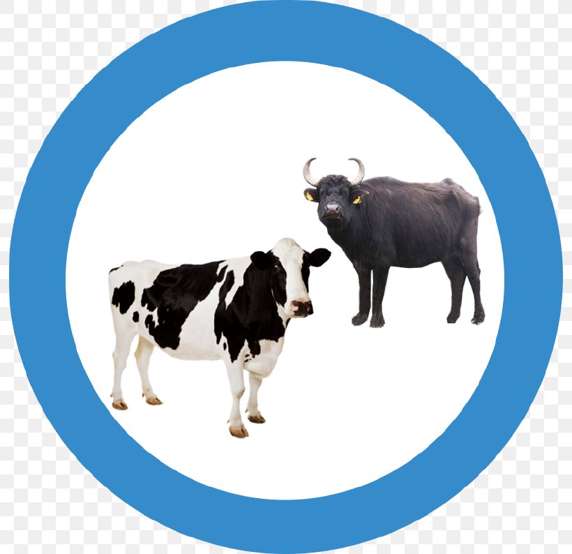 Holstein Friesian Cattle Sheep Livestock Farm Ox, PNG, 794x794px, Holstein Friesian Cattle, Agriculture, Cattle, Cattle Like Mammal, Cow Goat Family Download Free