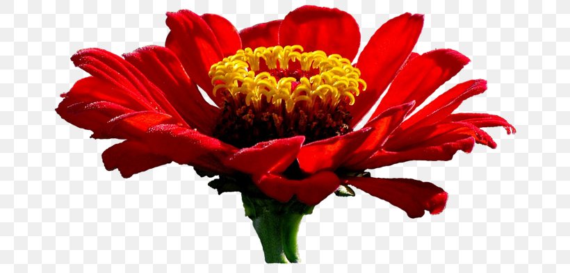 Illusions Beauty Common Zinnia Cut Flowers Transvaal Daisy, PNG, 683x393px, Illusions Beauty, Annual Plant, Bedfordshire, Blume, Chrysanthemum Download Free