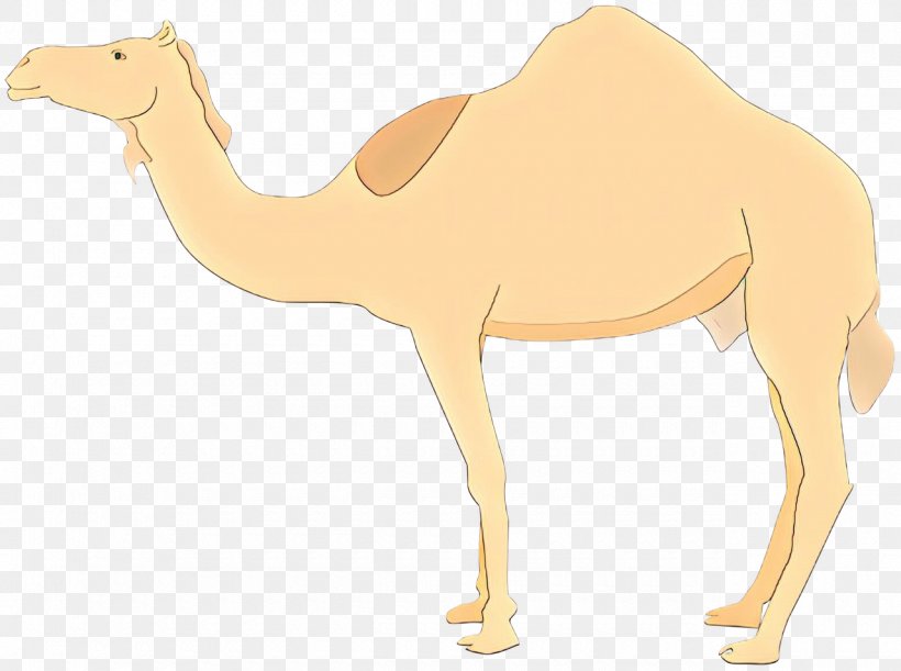 School Background, PNG, 1280x954px, Cartoon, Animal, Animal Figure, Arabian Camel, Bactrian Camel Download Free