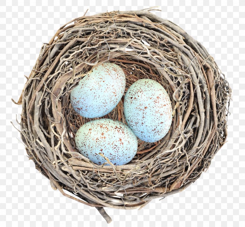 Bird Nest Egg, PNG, 1500x1391px, Bird, Bird Nest, Edible Birds Nest, Egg, Kifaranga Download Free