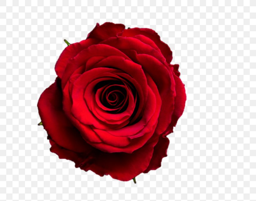 Garden Roses Red Cabbage Rose Royalty-free Cut Flowers, PNG, 644x644px, Garden Roses, Black, Cabbage Rose, Close Up, Cut Flowers Download Free