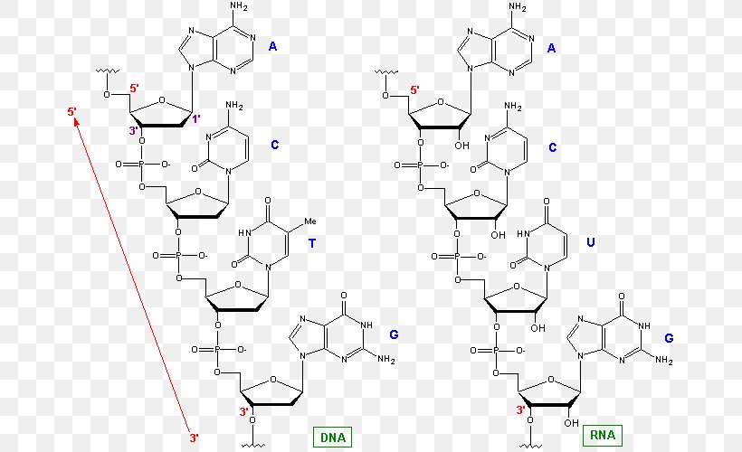 /m/02csf Phylogenetic Tree Bioinformatics Diagram Phylogenetics, PNG, 674x500px, Phylogenetic Tree, Architectural Engineering, Area, Biochemistry, Bioinformatics Download Free