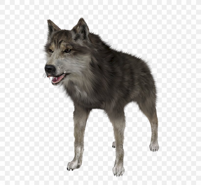 Saarloos Wolfdog Coyote Alaskan Tundra Wolf Clip Art, PNG, 850x786px, Saarloos Wolfdog, Alaskan Tundra Wolf, Canis, Canis Lupus Tundrarum, Carnivoran Download Free