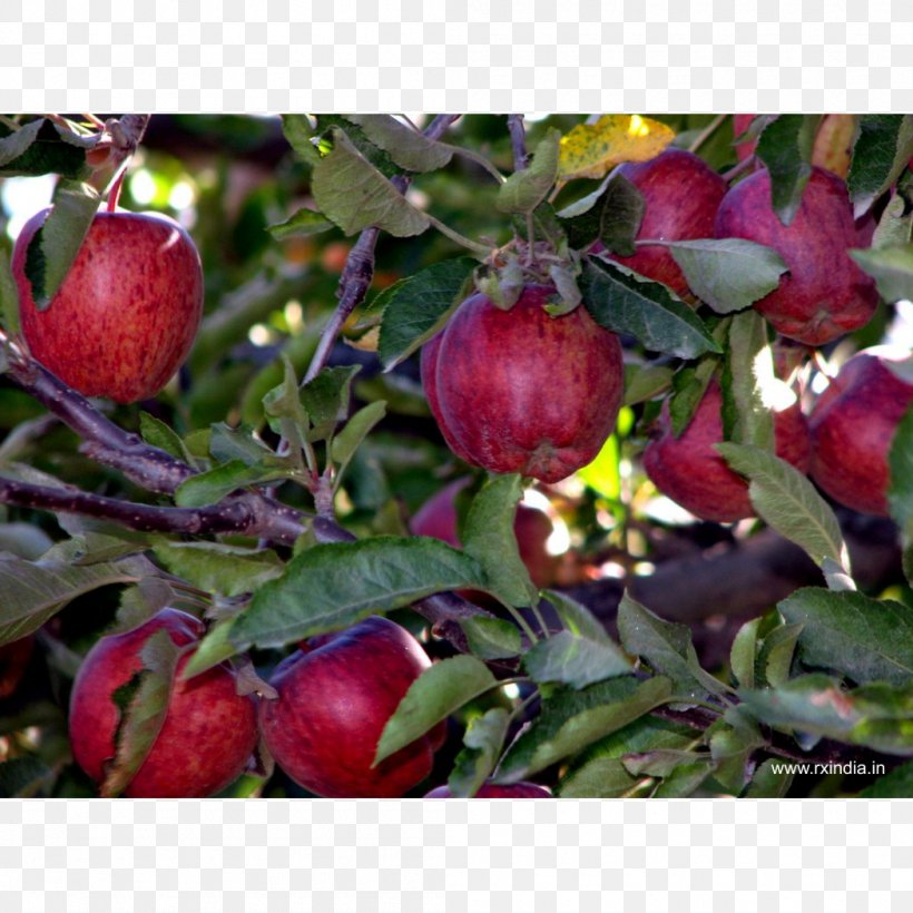 Apple Crop Saeb Kheti Food, PNG, 1050x1050px, Apple, Crop, Farm, Food, Fruit Download Free