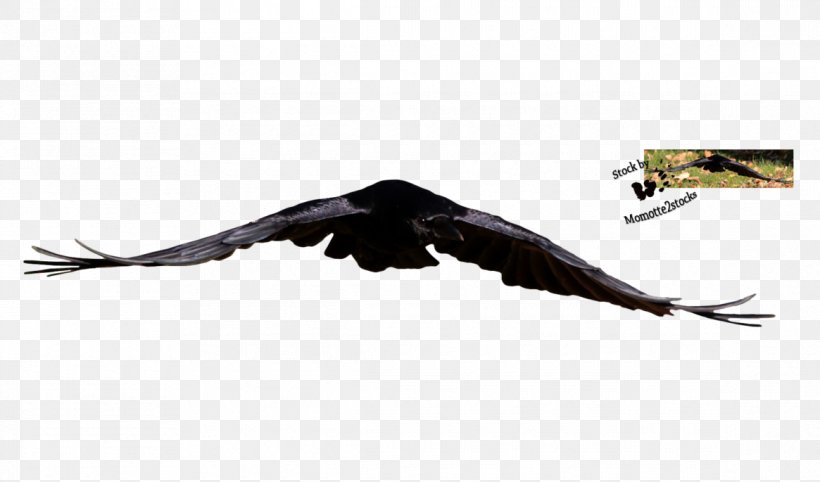 Bald Eagle Beak Vulture Feather, PNG, 1165x685px, Bald Eagle, Accipitriformes, Beak, Bird, Bird Of Prey Download Free