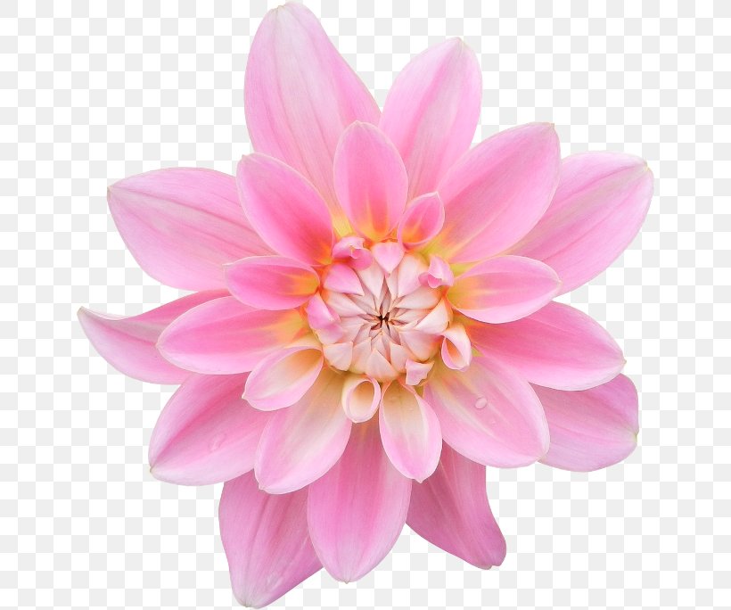 Dahlia Painting Photography Pink Flowers, PNG, 650x684px, Dahlia, Art, Cut Flowers, Daisy Family, Digital Painting Download Free