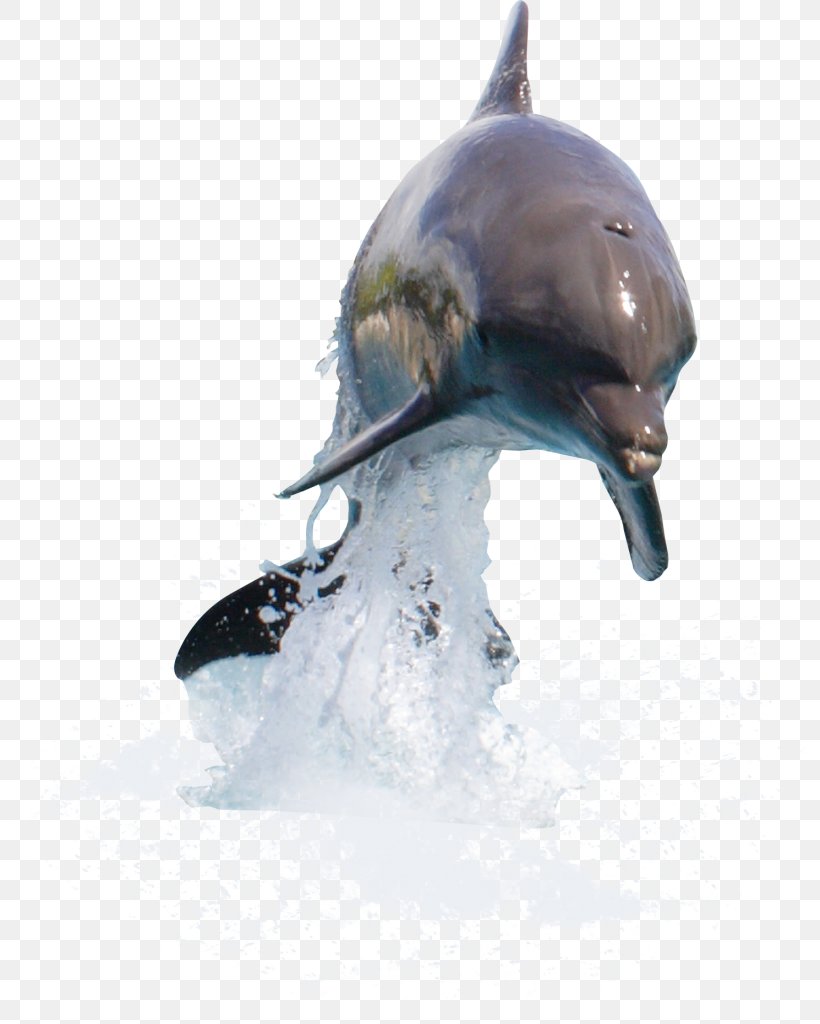 Dolphin Desktop Wallpaper Clip Art, PNG, 798x1024px, Dolphin, Beak, Blog, Common Bottlenose Dolphin, Fauna Download Free