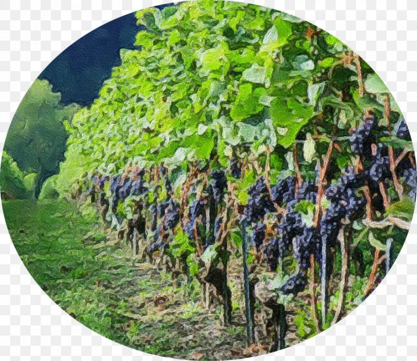 Grape Agriculture Tree, PNG, 901x781px, Grape, Agriculture, Fruit, Grapevine Family, Plant Download Free