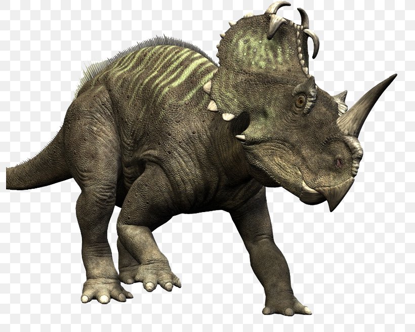 Medusaceratops Ceratopsia Late Cretaceous Albertaceratops, PNG, 796x656px, Medusaceratops, Albertaceratops, Centrosaurus, Ceratops, Ceratopsia Download Free