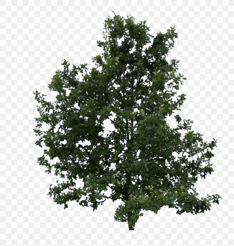 Quercus Suber Tree Plant Leaf Shrub, PNG, 2304x2427px, Quercus Suber, Acorn, Birch, Branch, Evergreen Download Free