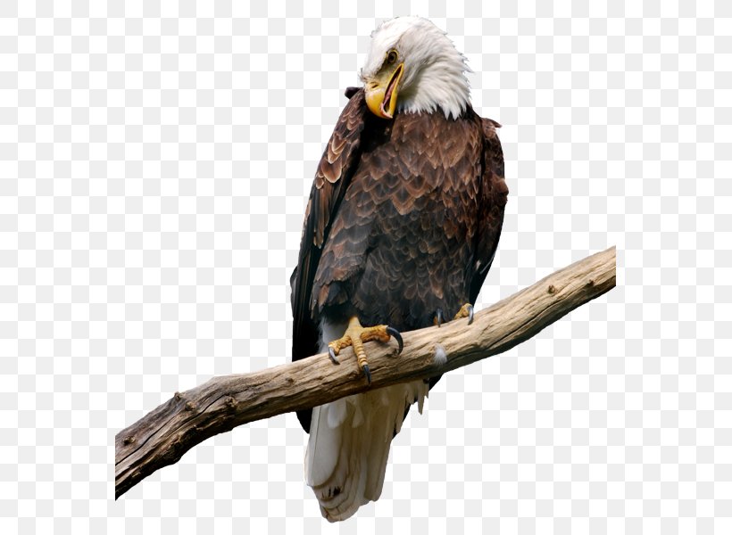 Bird Bald Eagle Eagle Beak Bird Of Prey, PNG, 561x600px, Bird, Accipitridae, Bald Eagle, Beak, Bird Of Prey Download Free