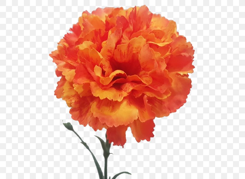 Carnation Floristry Cut Flowers Rose Family Peony, PNG, 800x600px, Carnation, Cut Flowers, Dianthus, Floristry, Flower Download Free