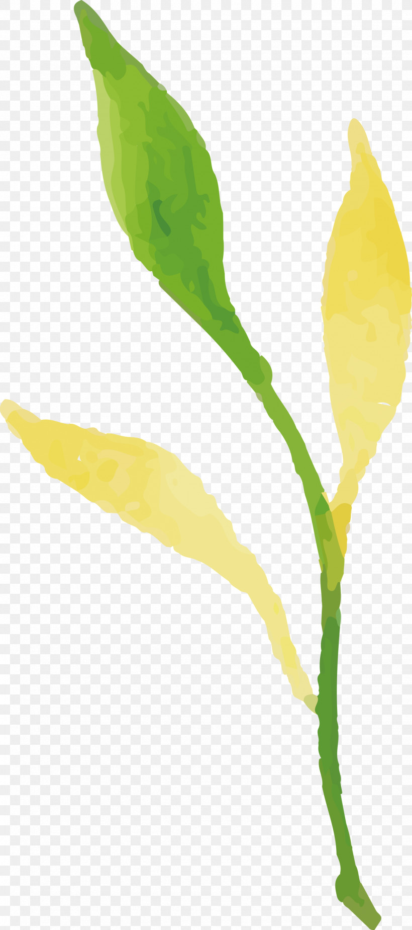 Plant Stem Petal Leaf Flower Plants, PNG, 1331x3000px, Watercolor Autumn, Biology, Colorful Leaf, Flower, Leaf Download Free