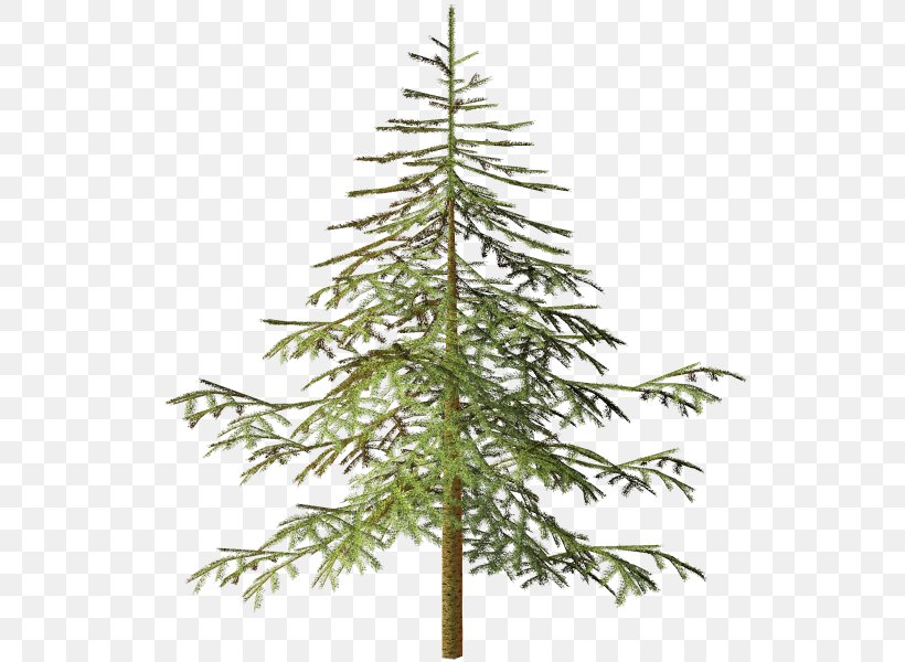 Spruce Tree Conifers Clip Art, PNG, 550x600px, Spruce, Branch, Christmas Decoration, Christmas Ornament, Christmas Tree Download Free