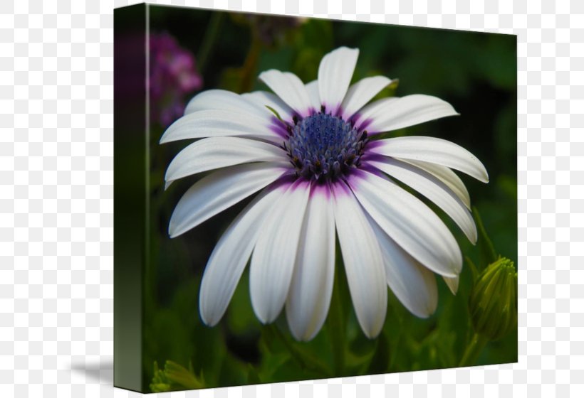 Common Daisy African Daisies Flower Seed Oxeye Daisy, PNG, 650x560px, Common Daisy, African Daisies, Annual Plant, Aster, Daisy Download Free