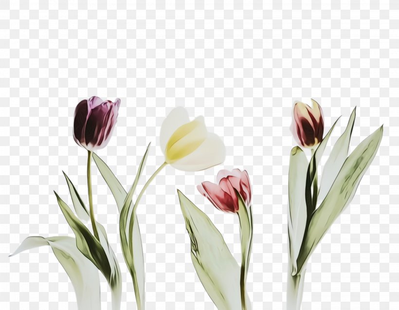 Flowers Background, PNG, 2268x1764px, Tulip, Bible, Birthday, Blossom, Bud Download Free